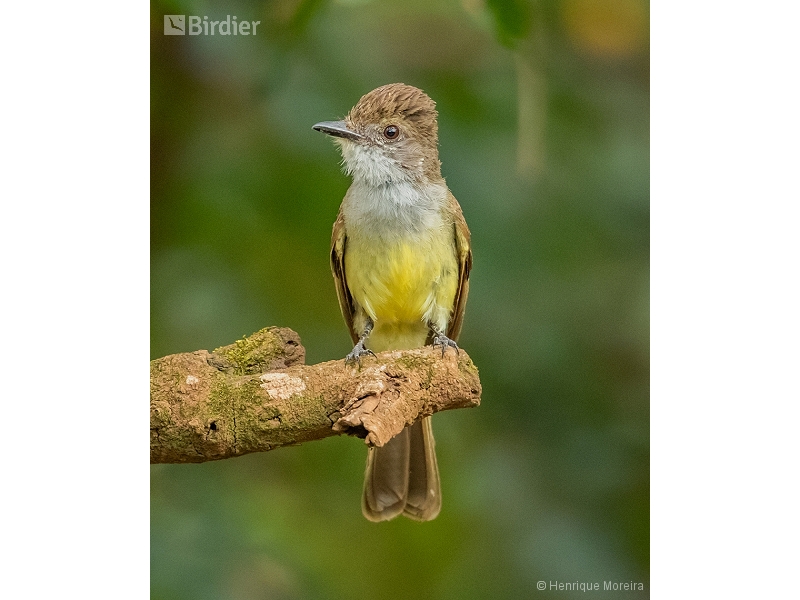 Brown-crested Flycatcher