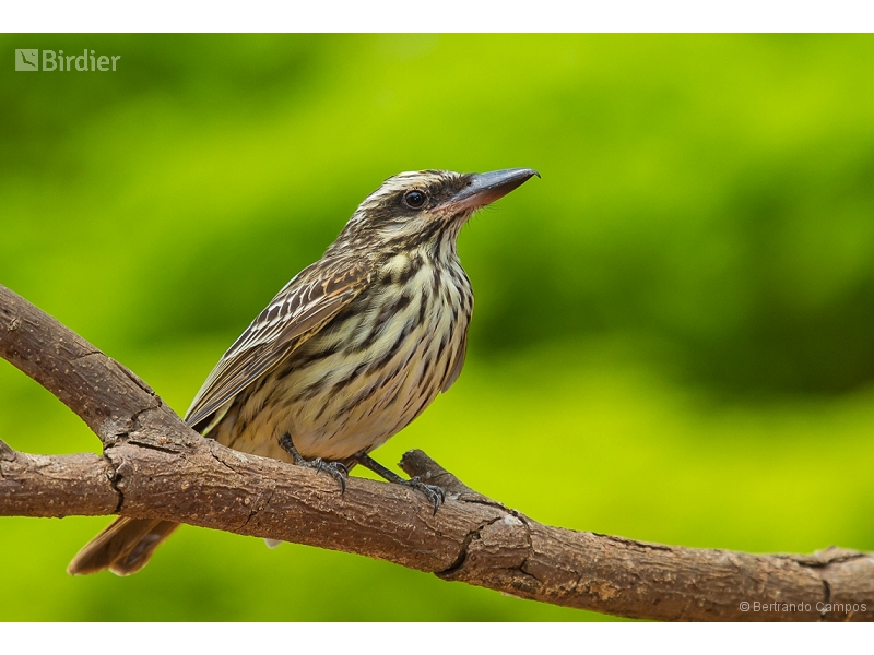 Streaked Flycatcher