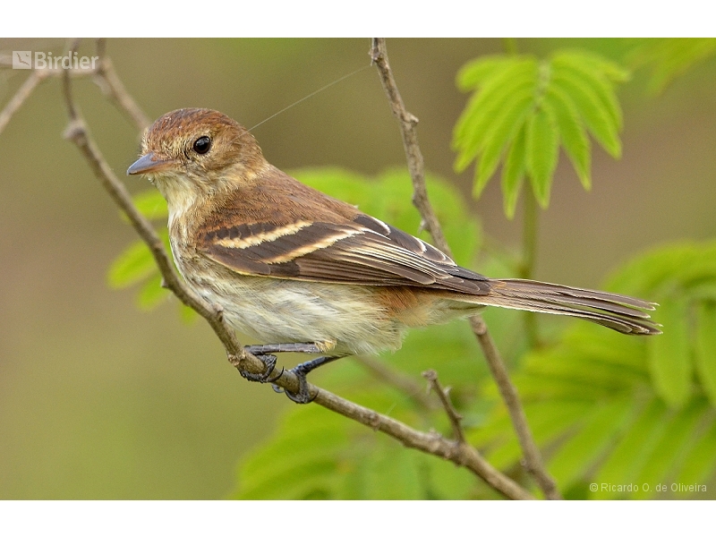 Bran-colored Flycatcher