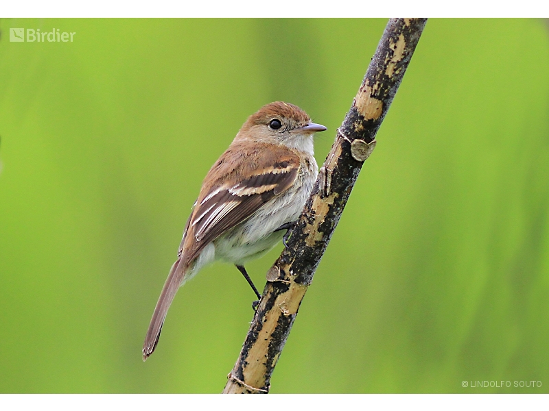 Bran-colored Flycatcher