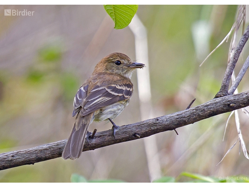 Bran-colored Flycatcher