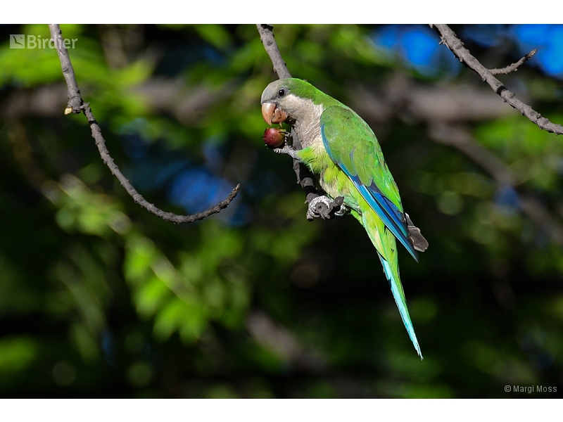 Monk Parakeet