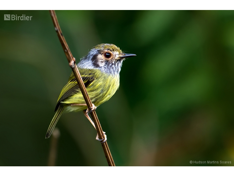 Eared Pygmy Tyrant