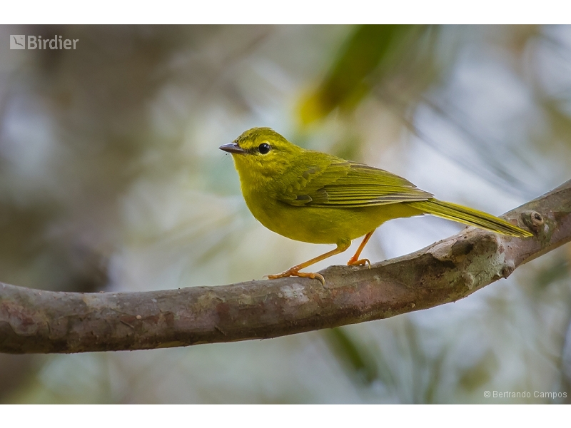 Flavescent Warbler
