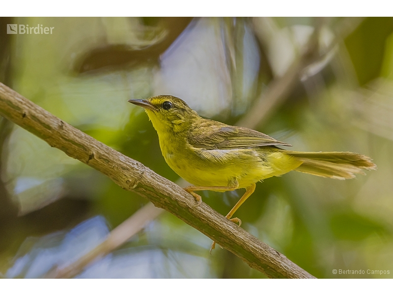 Flavescent Warbler
