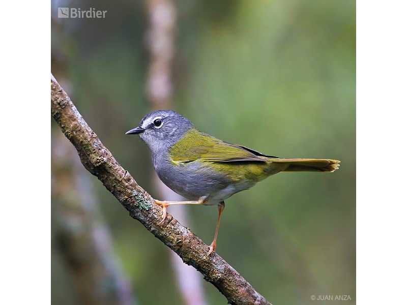 White-rimmed Warbler