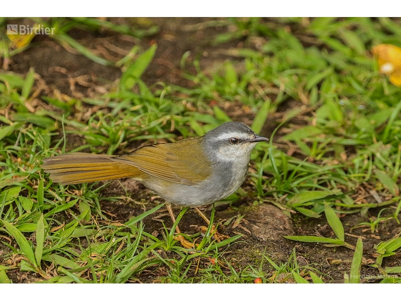 White-striped Warbler