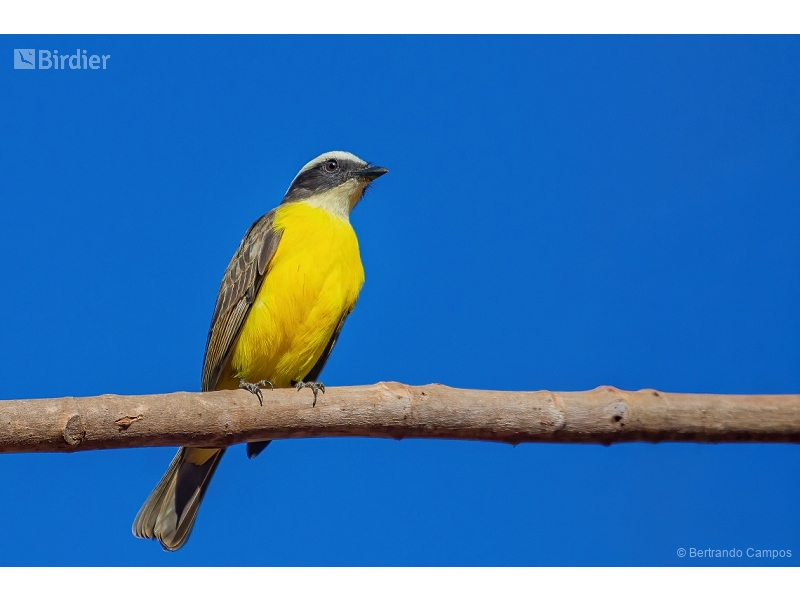 Rusty-margined Flycatcher
