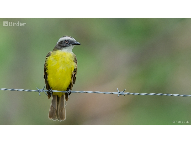 Social Flycatcher