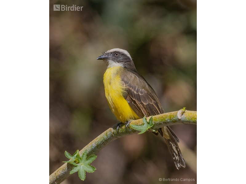 Social Flycatcher