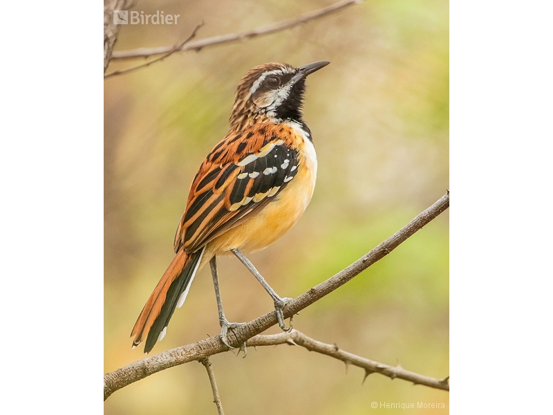 Stripe-backed Antbird
