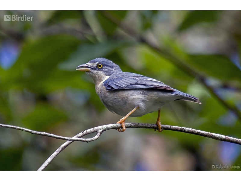 Hooded Tanager