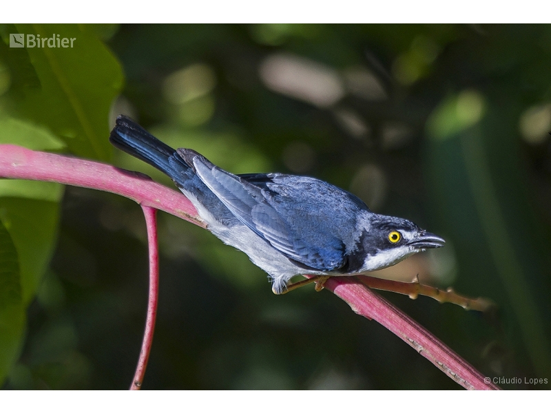 Hooded Tanager