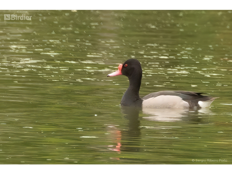 Rosy-billed Pochard