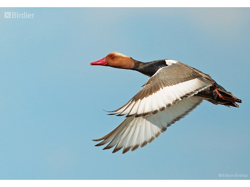 Red-crested Pochard
