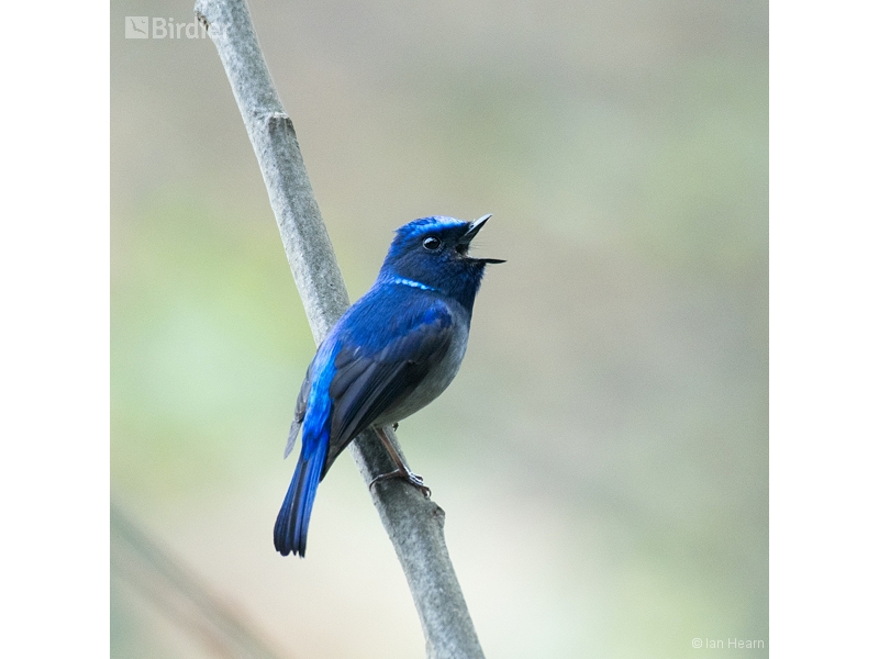 Small Niltava