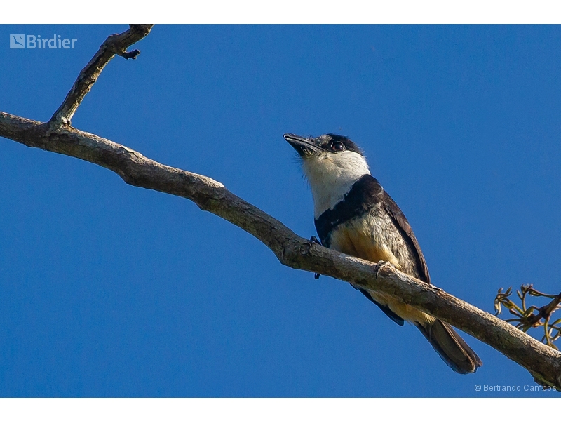 Buff-bellied Puffbird