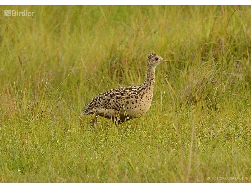 Spotted Nothura