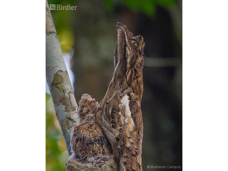 Long-tailed Potoo