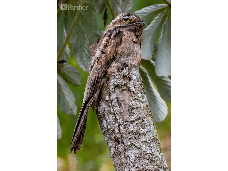 Common Potoo
