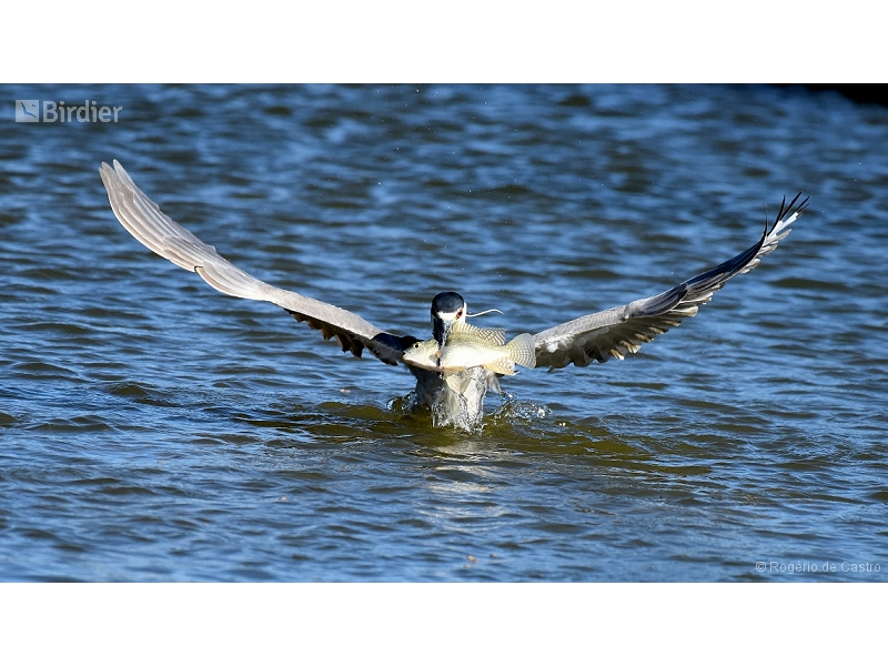 Black-crowned Night Heron