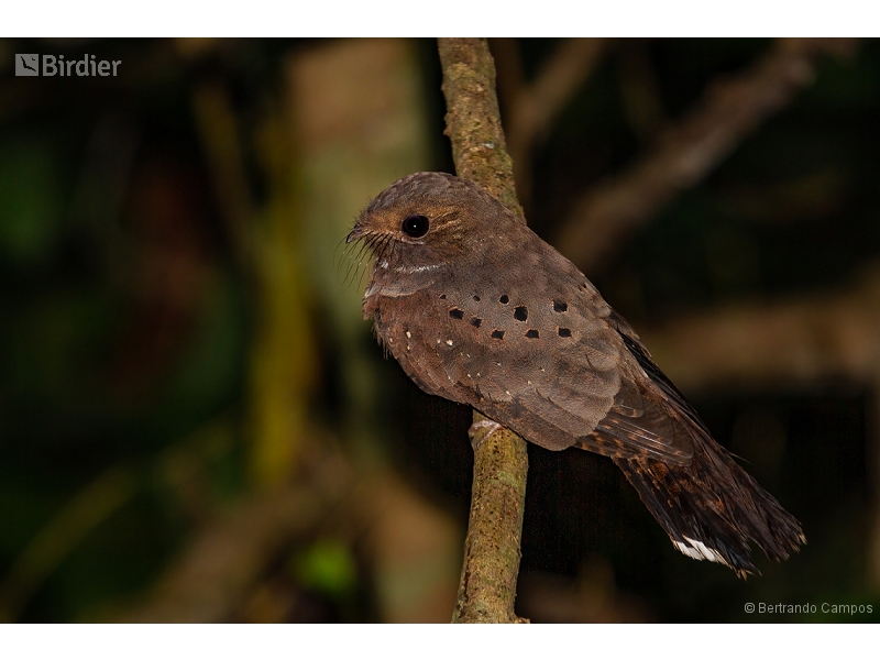 Ocellated Poorwill