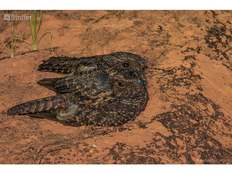 Blackish Nightjar