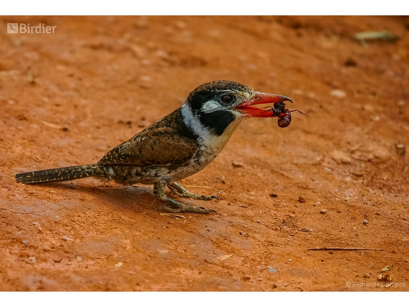 White-eared Puffbird