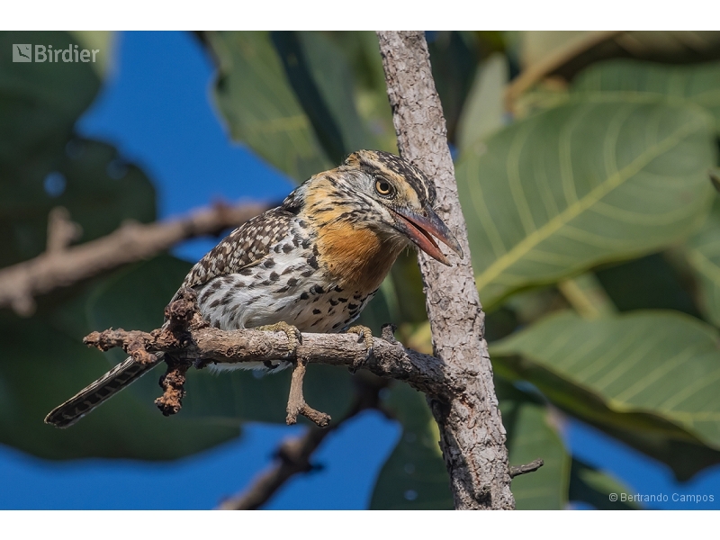 Spot-backed Puffbird