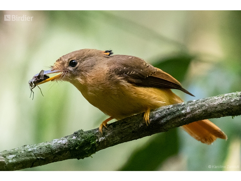 Atlantic Royal Flycatcher