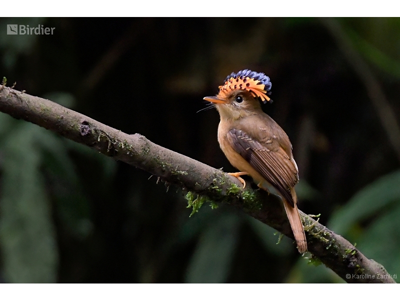 Atlantic Royal Flycatcher