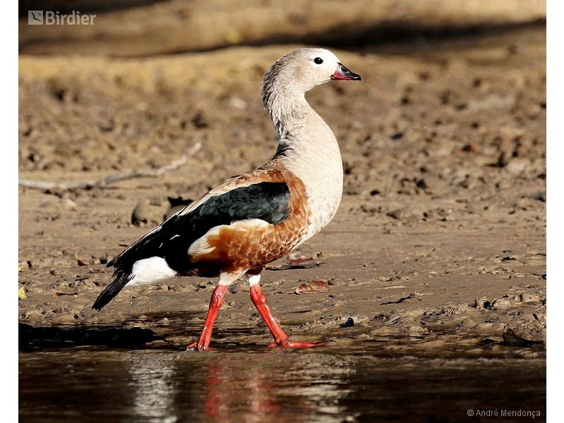 Orinoco Goose