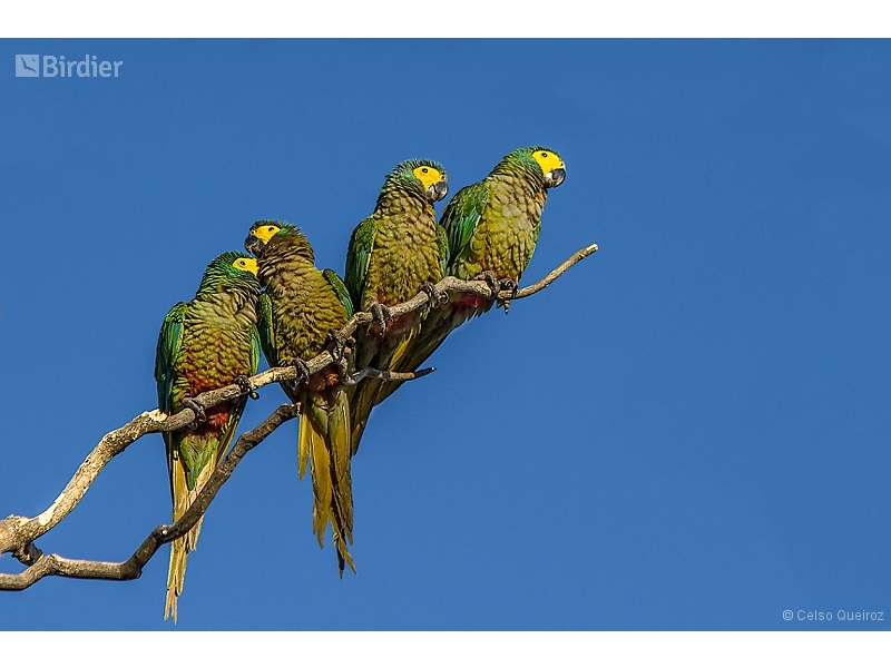Red-bellied Macaw