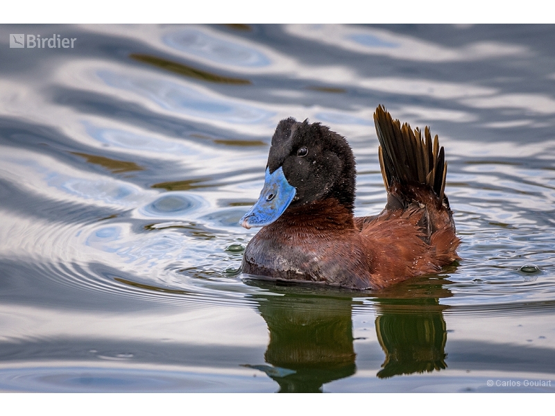 Lake Duck