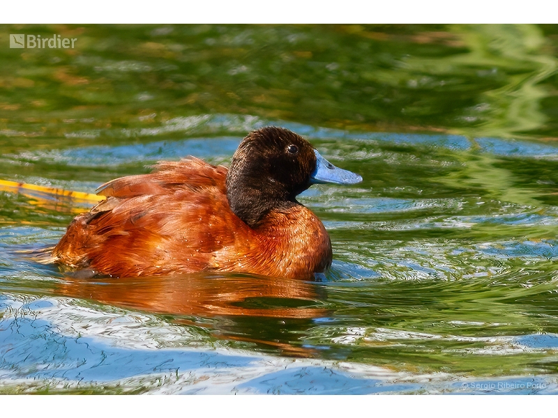 Lake Duck