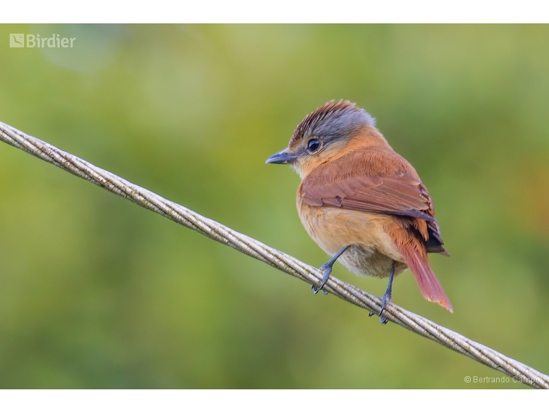Chestnut-crowned Becard