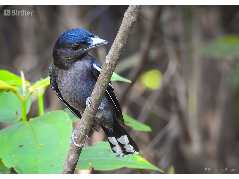 White-winged Becard