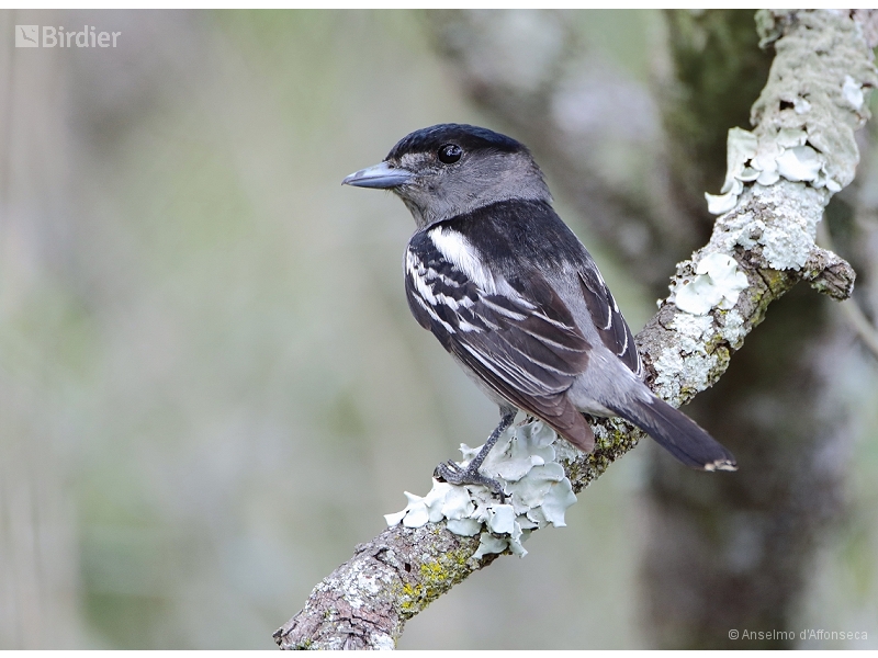 White-winged Becard