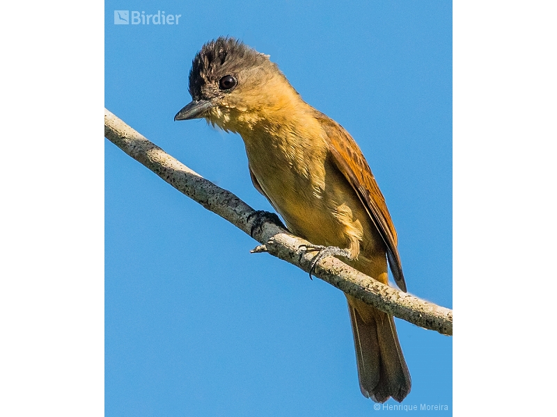 Crested Becard