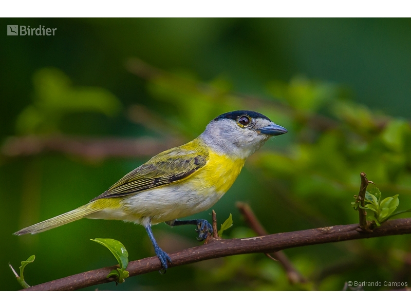 Green-backed Becard