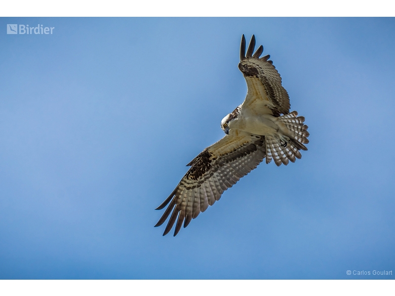Osprey