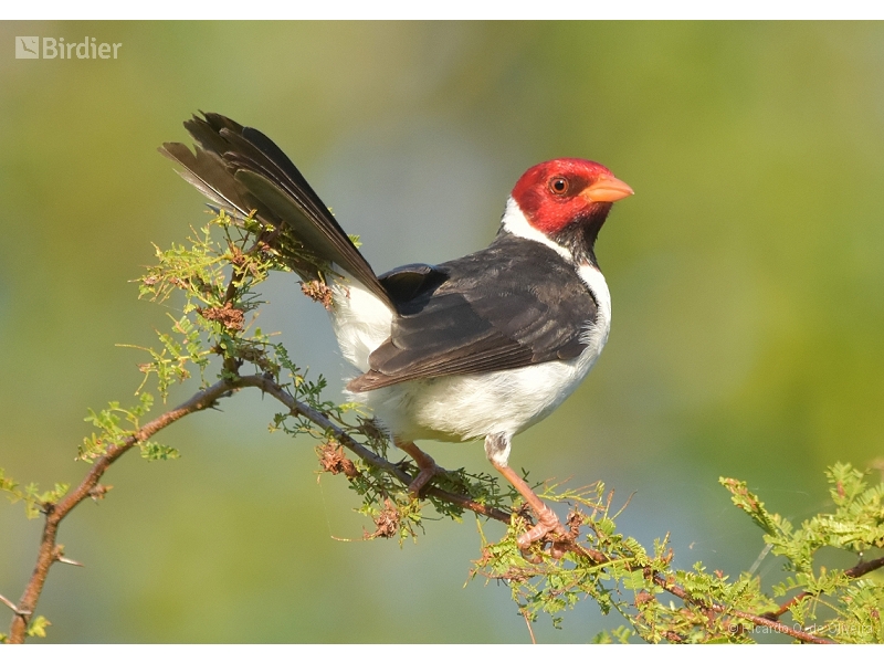Yellow-billed Cardinal