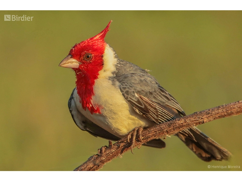 Red-crested Cardinal