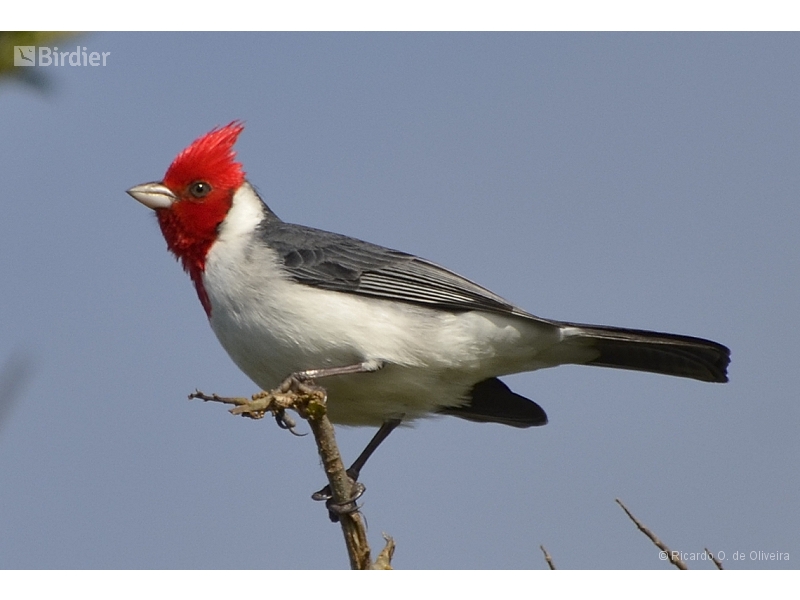 Red-crested Cardinal