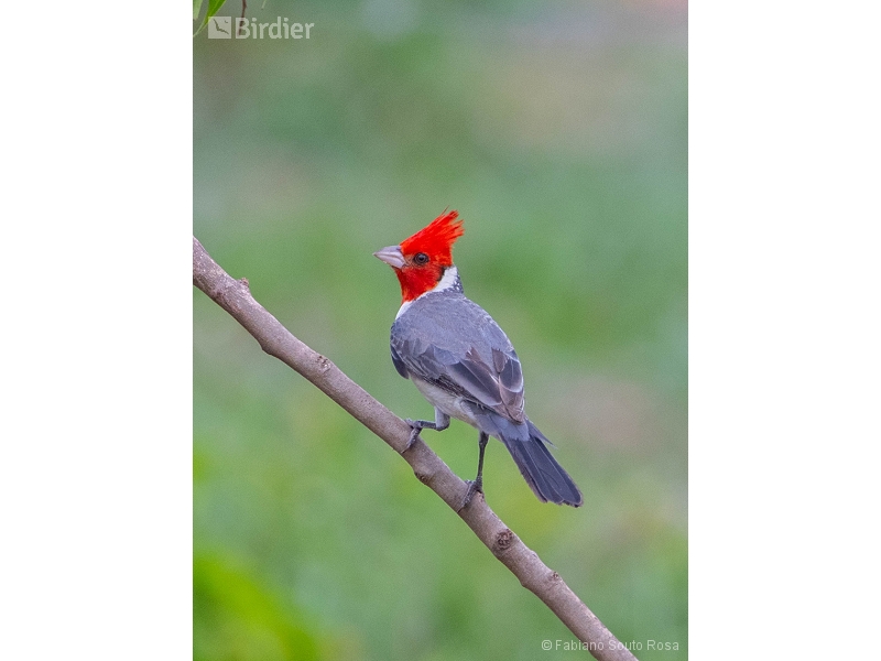 Red-crested Cardinal