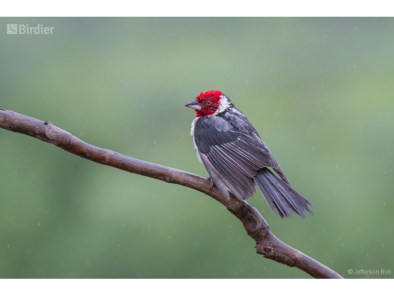 Red-cowled Cardinal