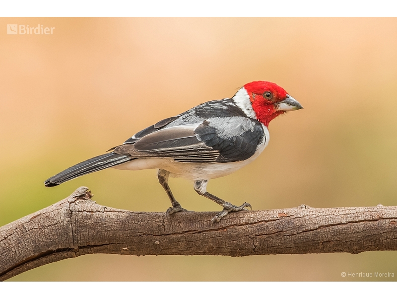 Red-cowled Cardinal