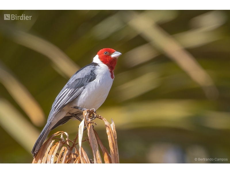 Red-cowled Cardinal