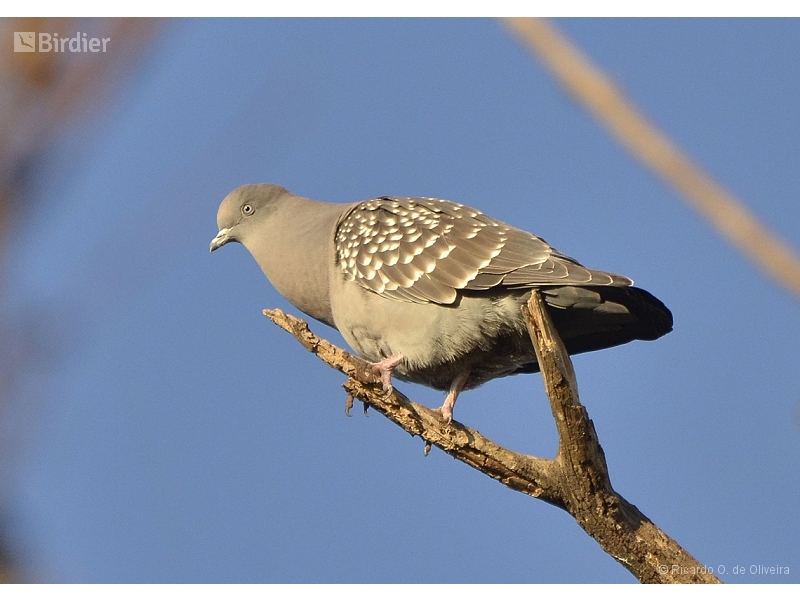 Spot-winged Pigeon