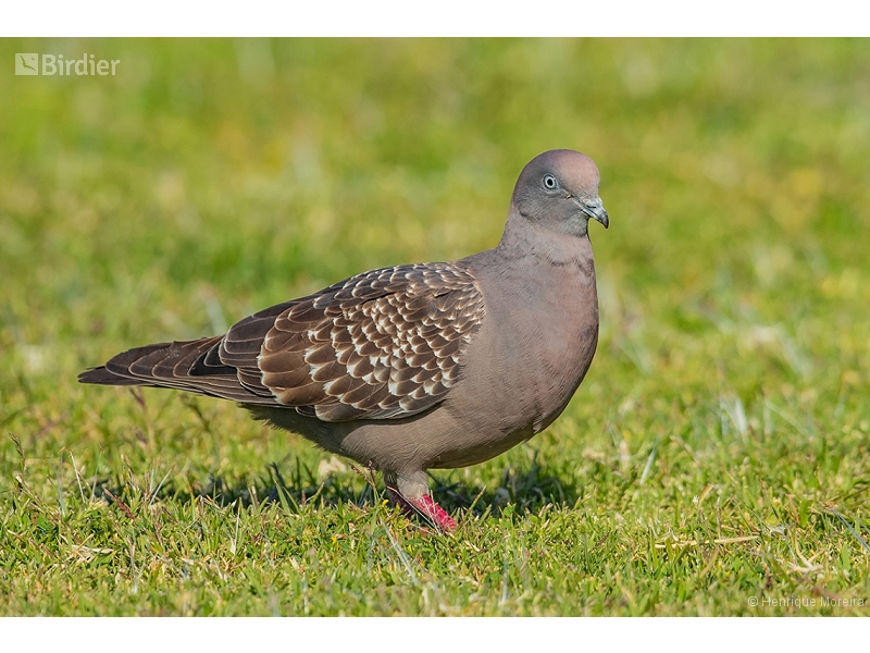 Spot-winged Pigeon